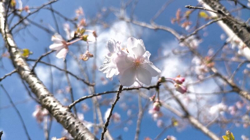 ヒルデモア脇の四季桜